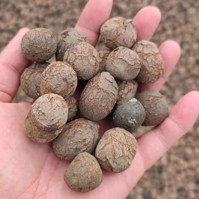 LECA pour le jardinage et l'horticulture Densité en vrac 250-450 kg/m3 Hydroponie LECA boules